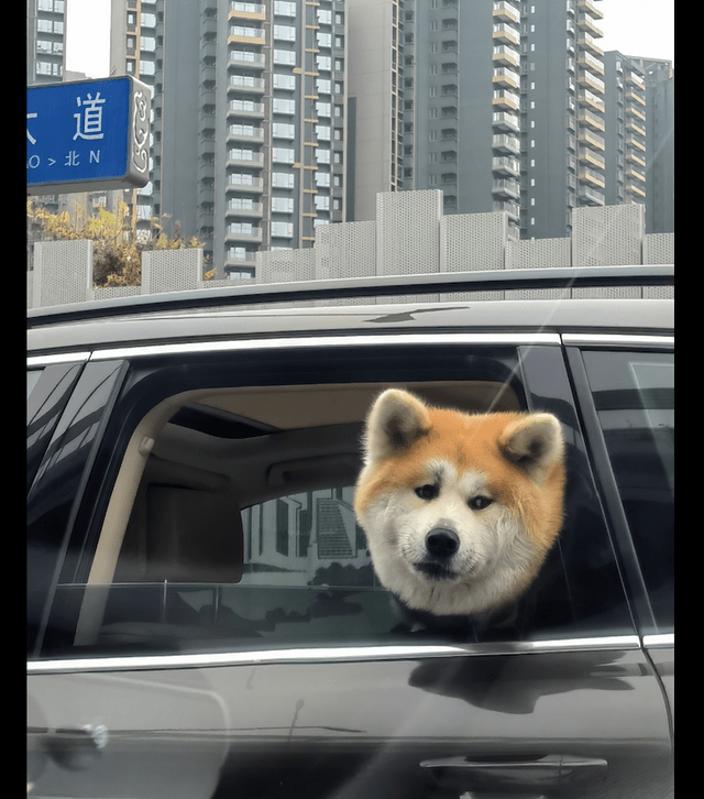 狗狗坐在汽车上面探出头一脸的忧郁表情这是有什么心事呀