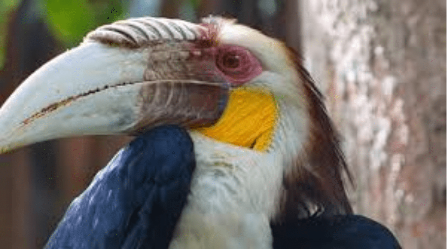 一个头骨工艺品拍出65万高价盔犀鸟因头骨太值钱被人类灭族