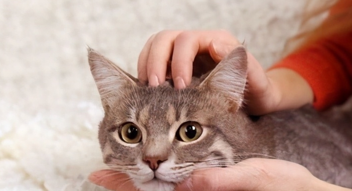 因为|想养猫，请“戒掉”这5件事，不然别轻易养猫！