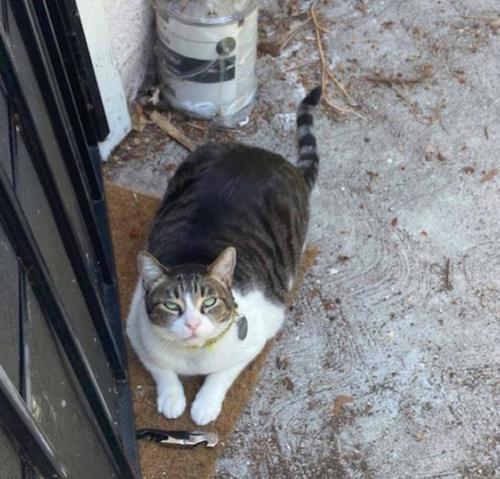 猫咪狸花猫对人表示“好感”有这些行为，宠主别不明白