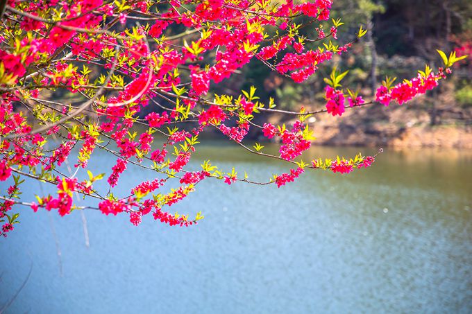 春色|武汉黄陂有一座花乡茶谷，春色秀美，成为了游客喜爱的网红打卡地