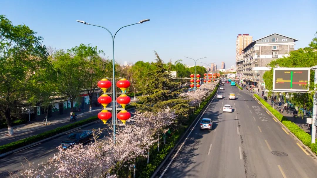 五龙潭|粉了粉了！济南春日限定樱花美景来啦~