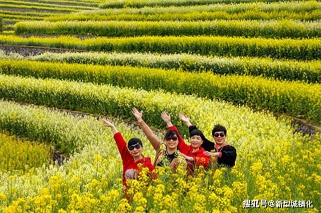 油菜花|荒山变梯田 梯田变花园