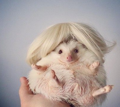 就是其中一种新兴的宠物类别,住在日本东京的shota tsukamoto超迷刺猬