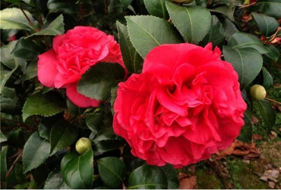 此花人称 赛牡丹 比香水还好闻 花期还长 不养一盆很可惜 茶花 种植 墨大