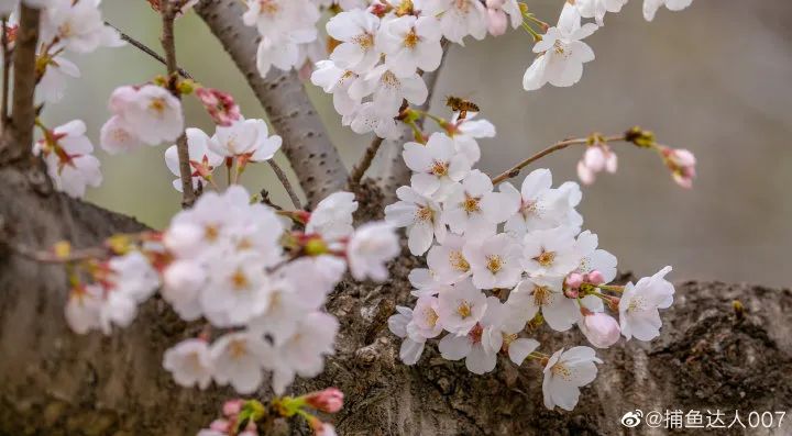 五龙潭|粉了粉了！济南春日限定樱花美景来啦~