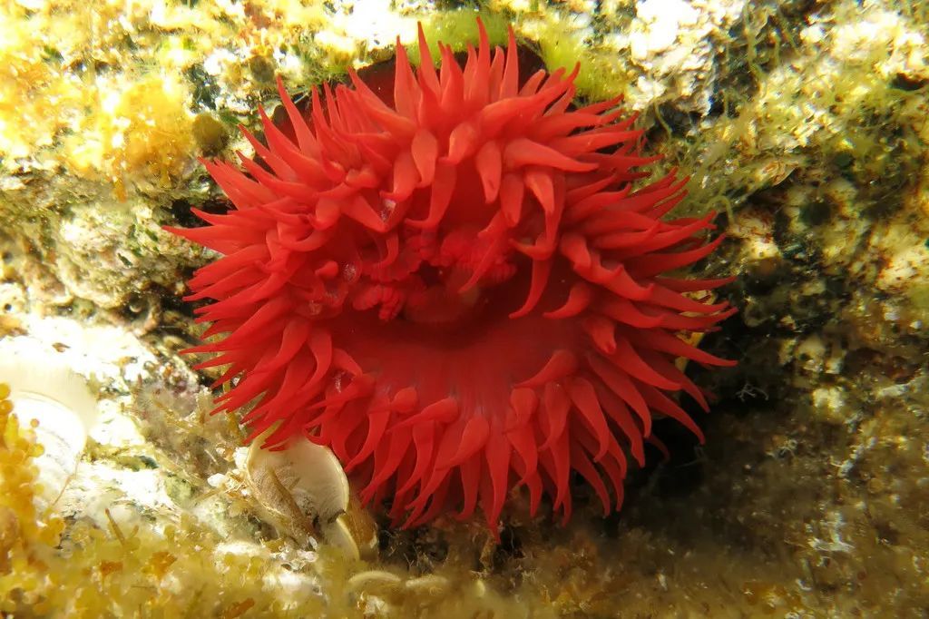 海洋科普能活到2100岁的海洋向日葵海葵