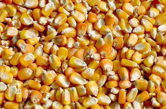 种植玉米如何选择品种 大粒和小粒区别在哪 4个技巧一看便知 产量 积温 玉米粒