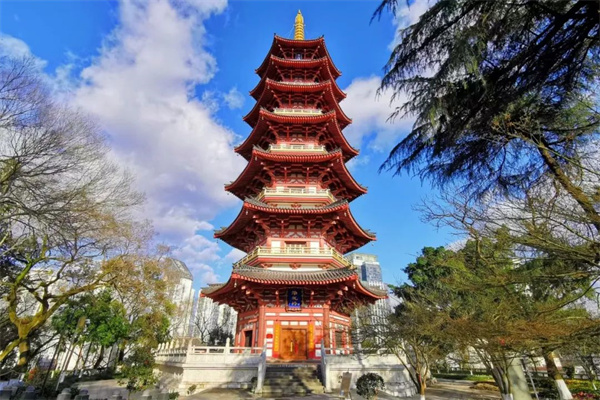 阳春三月邀您共赏温州九山公园茶花美景