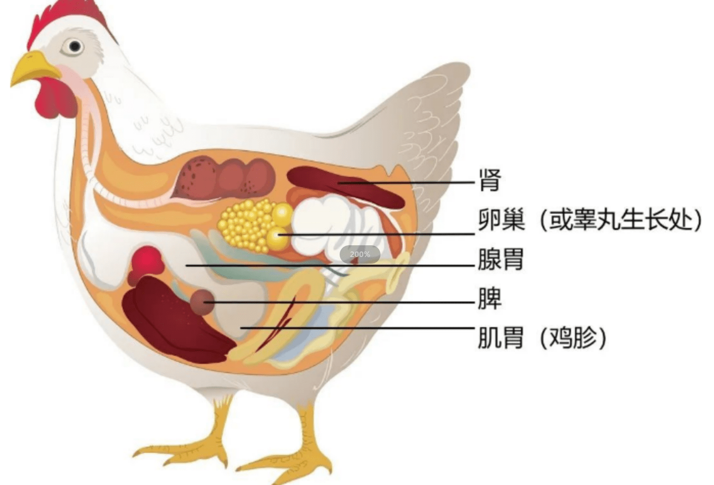 母鸡的产蛋道图图片