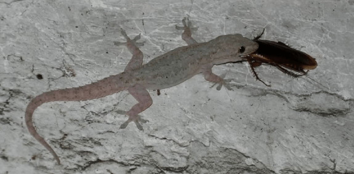 壁虎为何成"五毒"之一?都说壁虎尿有毒,原来壁虎不"撒尿"