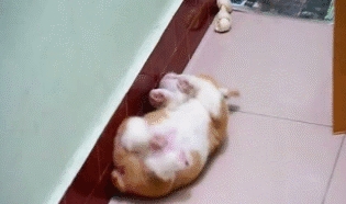 都跟柯基:不要被我们可爱的外表所欺骗,没事也看看我们的内在