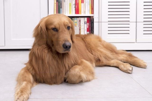 原创金毛是优秀缉毒犬搜救犬为什么不能够成为追踪犬和防暴犬