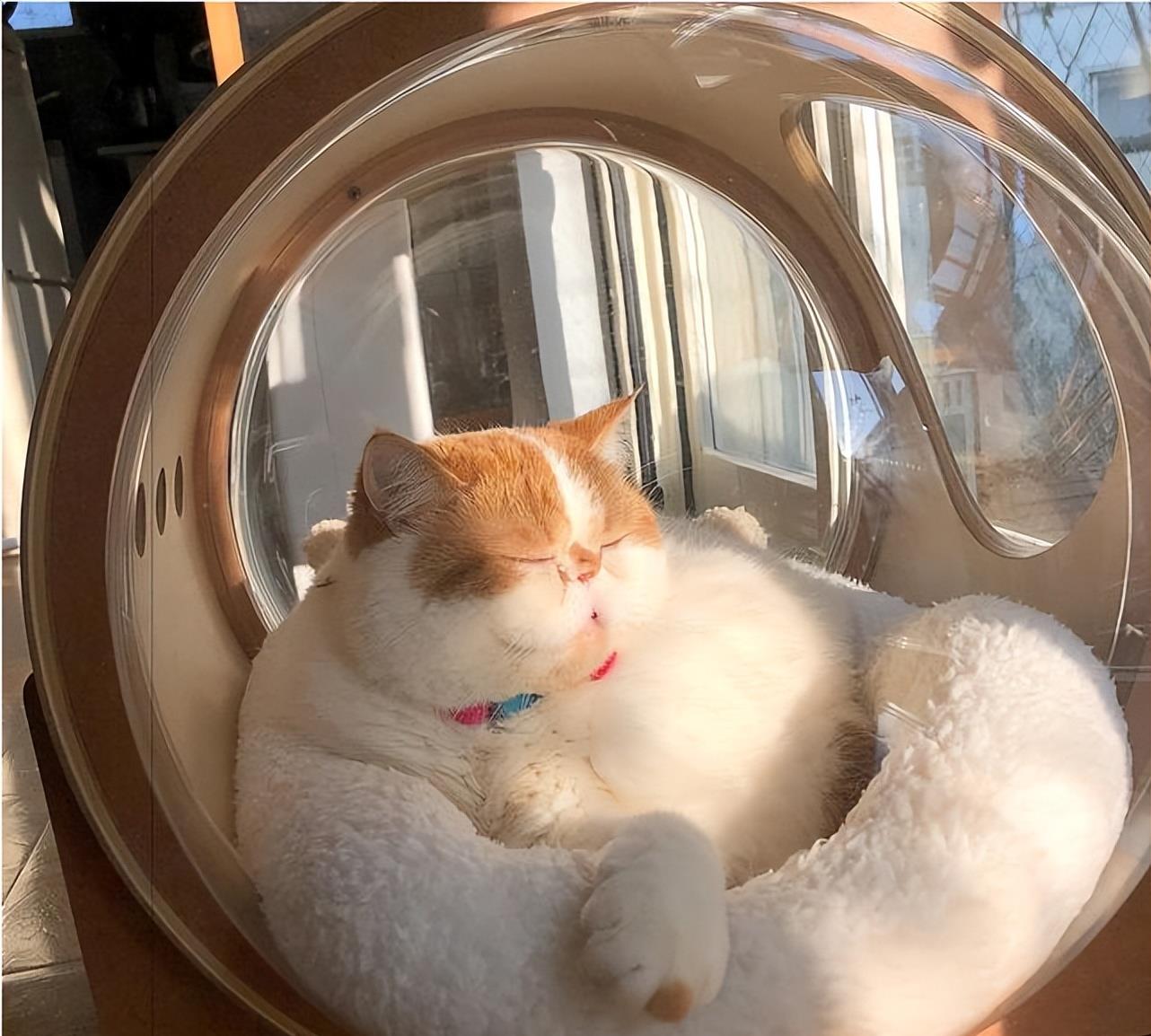 因为加菲猫为什么越来越多人养？网友：养了之后就不想换猫了