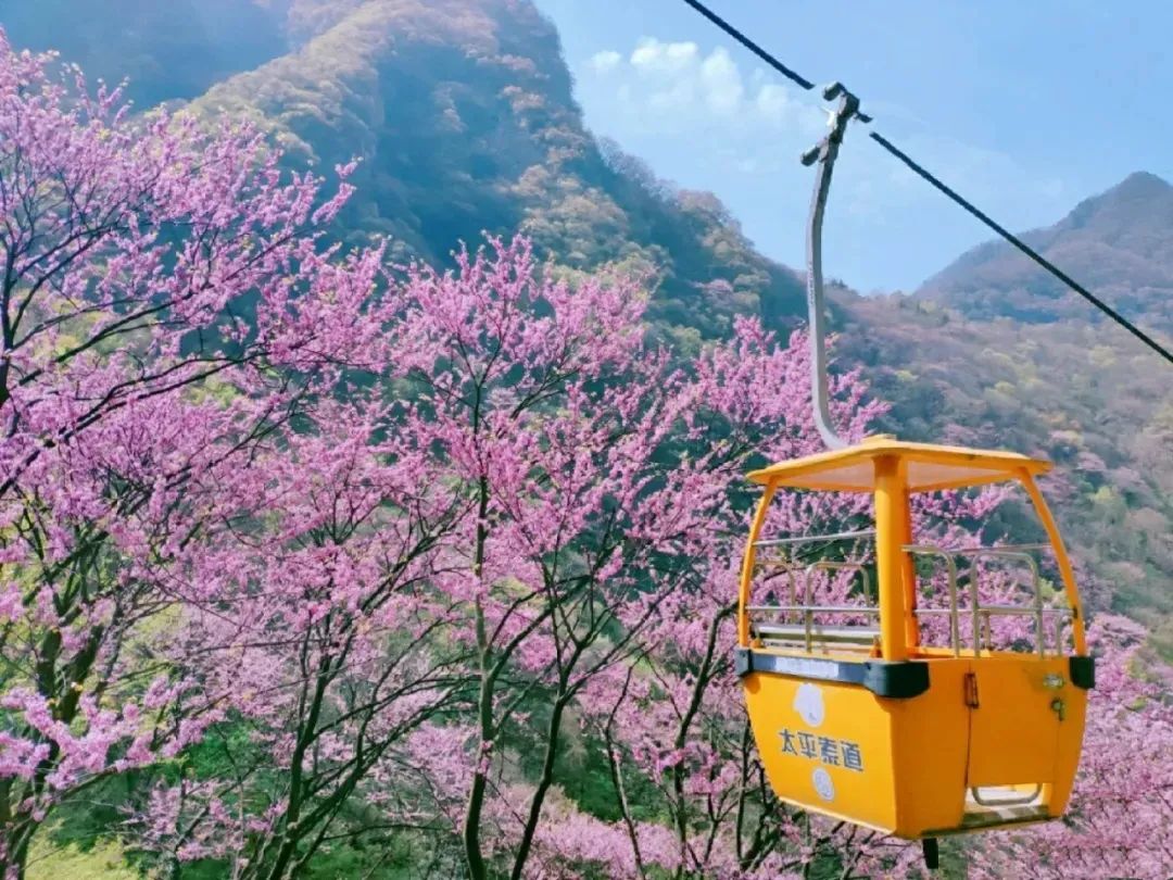 世间|走进秦岭赏万亩紫荆花海，相约太平世间美好与你环环相扣