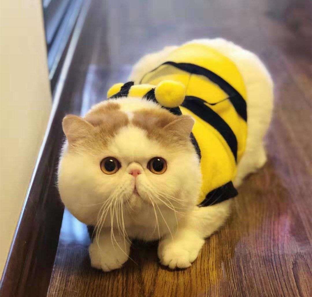 因为加菲猫为什么越来越多人养？网友：养了之后就不想换猫了