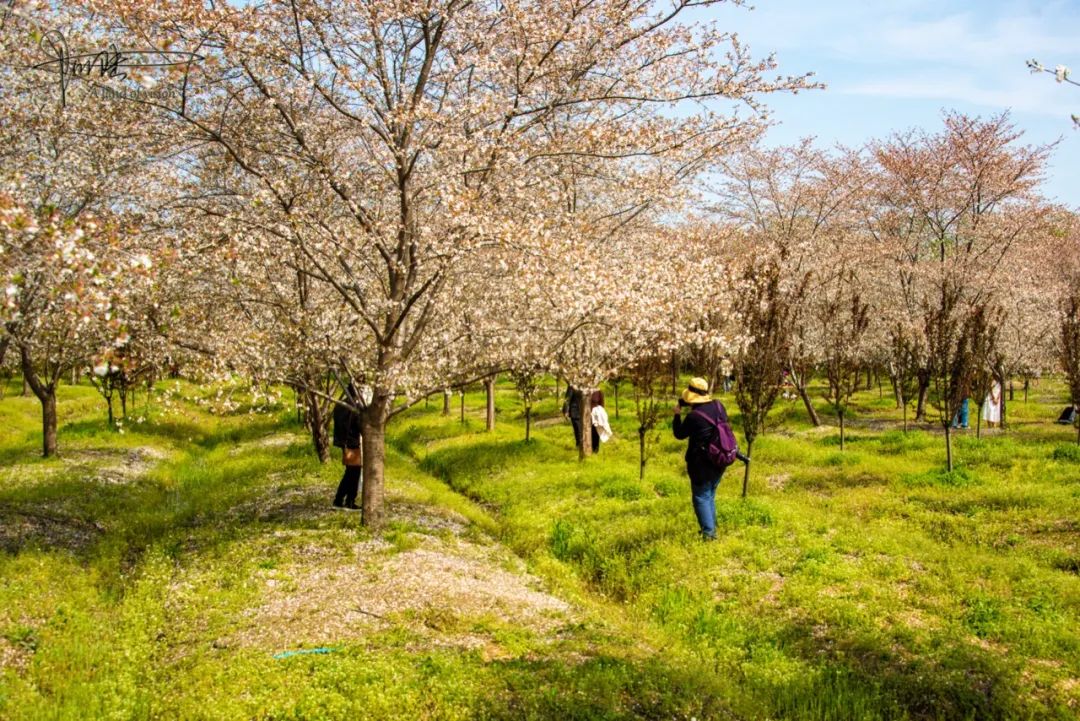 原創都說四歌櫻花園封了其實這裡還適合悄悄地來大夥不要扎堆就好