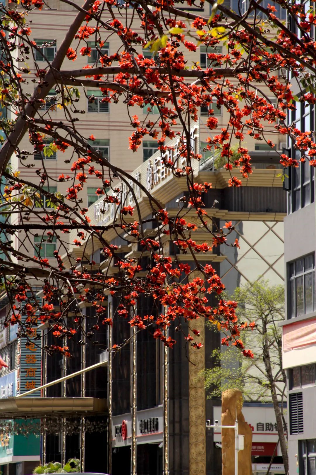 木棉道 | 木棉绽放,灼灼其华_旗袍_审美_改良
