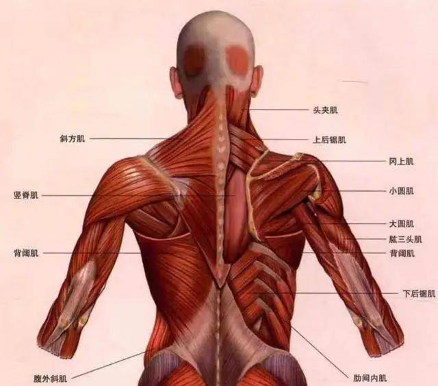 人体|邓伦被后，前女友金晨微博也沦陷了，网友直呼：大仇得报