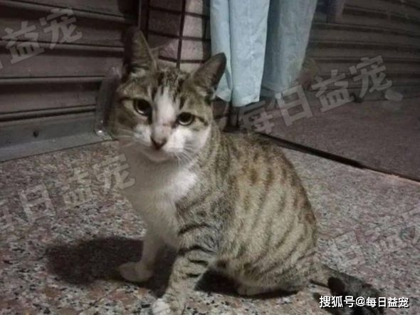 猫咪为养一只流浪猫，她努力“谋划”大半年，结果却出乎意料