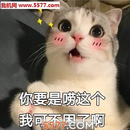 下巴|让猫咪喜欢你的五个准则