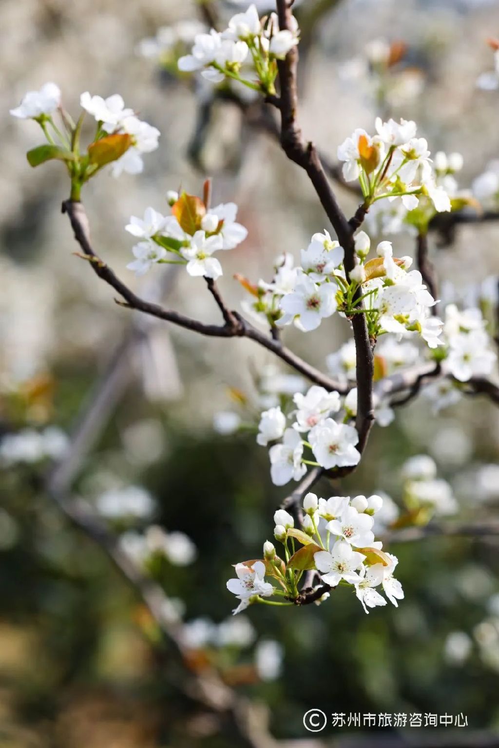唯美的苏州树山梨花，千亩雪白的梨花一夜盛放