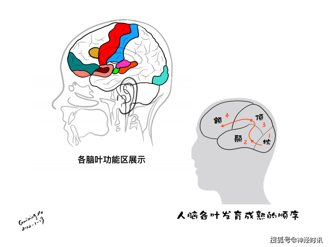 脑皮层的分叶