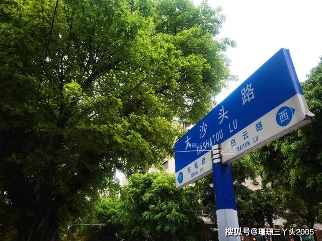 广州遇“真实版”的“榕树大道”，绿意画面好美，但全种榕树吗？