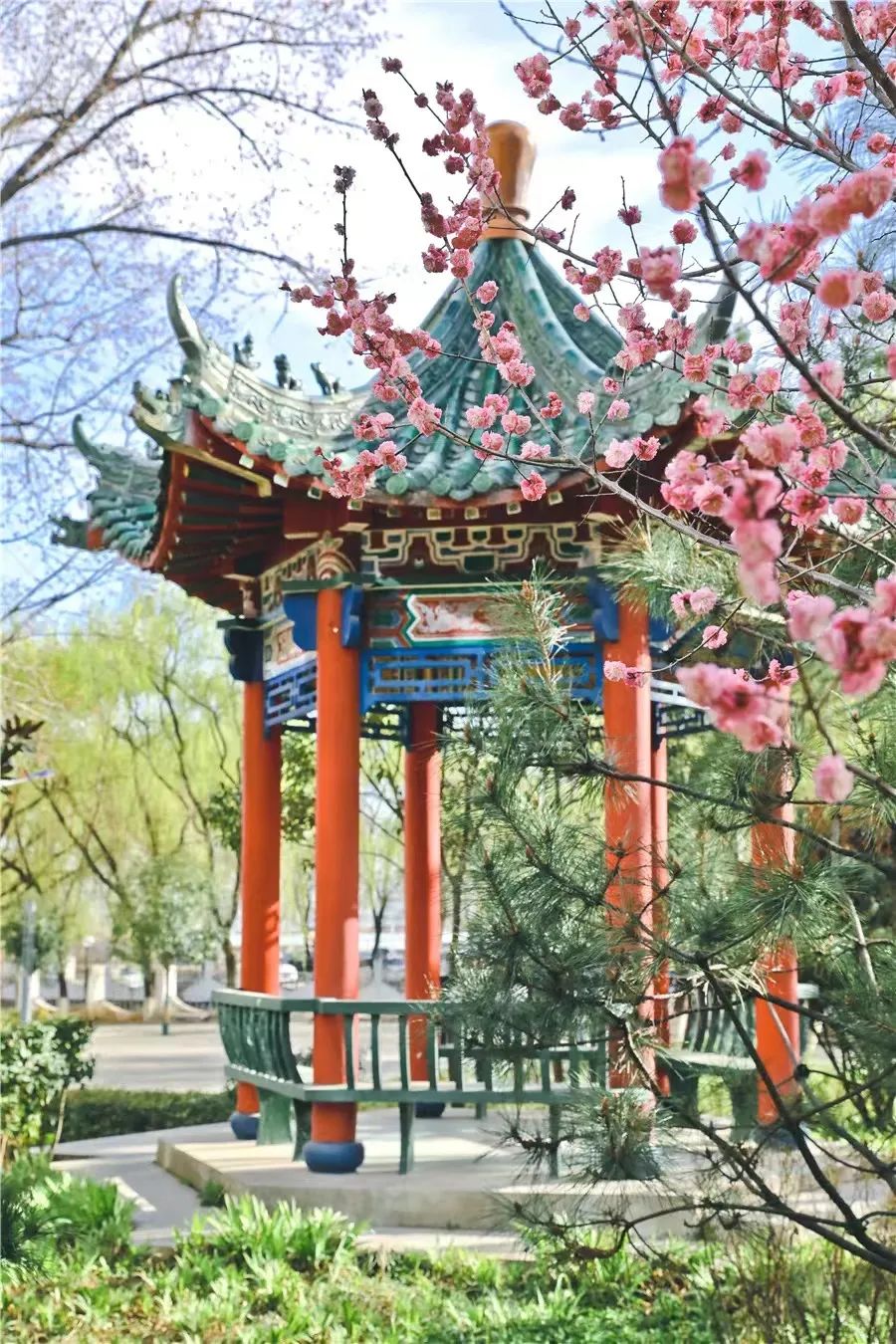 宿舍|西安翻译学院樱花盛开，春天限定浪漫之约