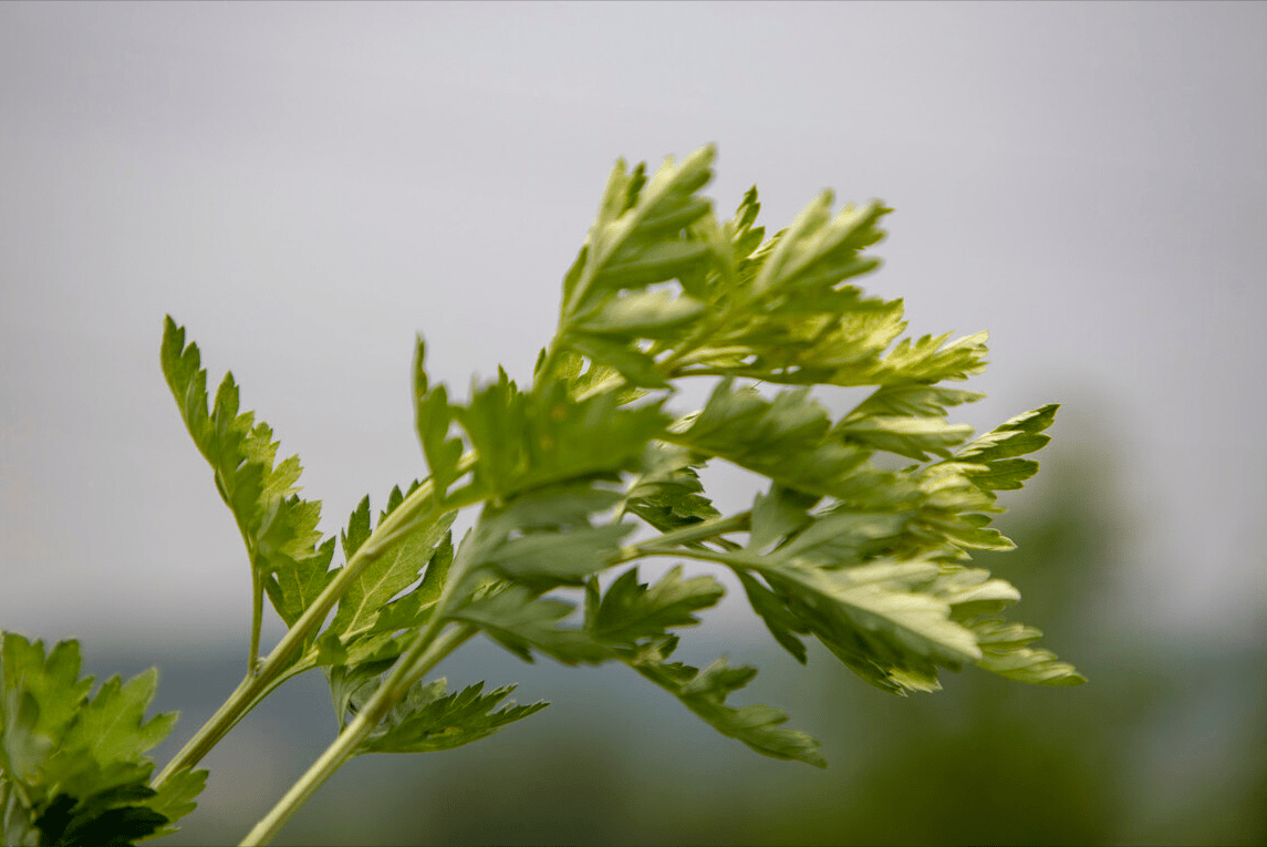 蒿子是个宝路边摘一筐清明做给家人吃很多人不知有啥用