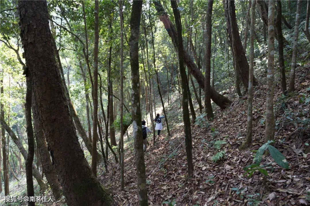 乔木型|追求高杆茶前，先了解这些知识以防被坑！