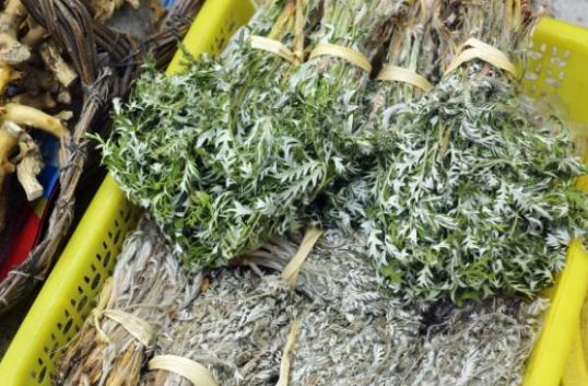 艾草在田间比较常见艾草有什么功效和作用艾叶洗头有哪些好处