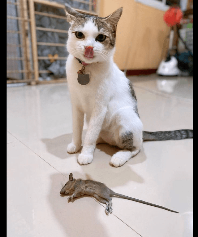 猫吓老鼠的真实叫声图片
