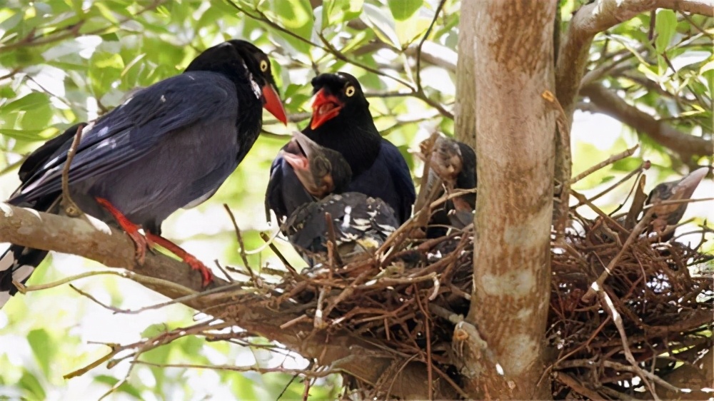 原创养育子女是动物本能当动物年纪大了子女会给它们养老吗