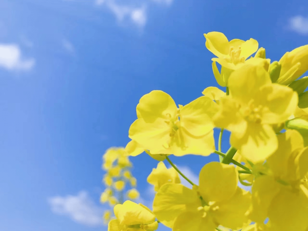 蓝香_油菜花_郁金香