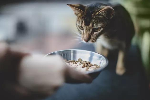 方法|你家猫咪挑食吗？用这几个方法解决