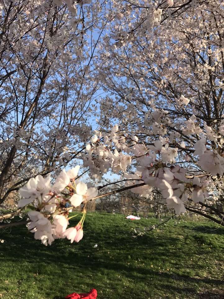 日本大学院排行_日本大学的世界排名挺拉胯,但在这些技术领域仍不容小觑!