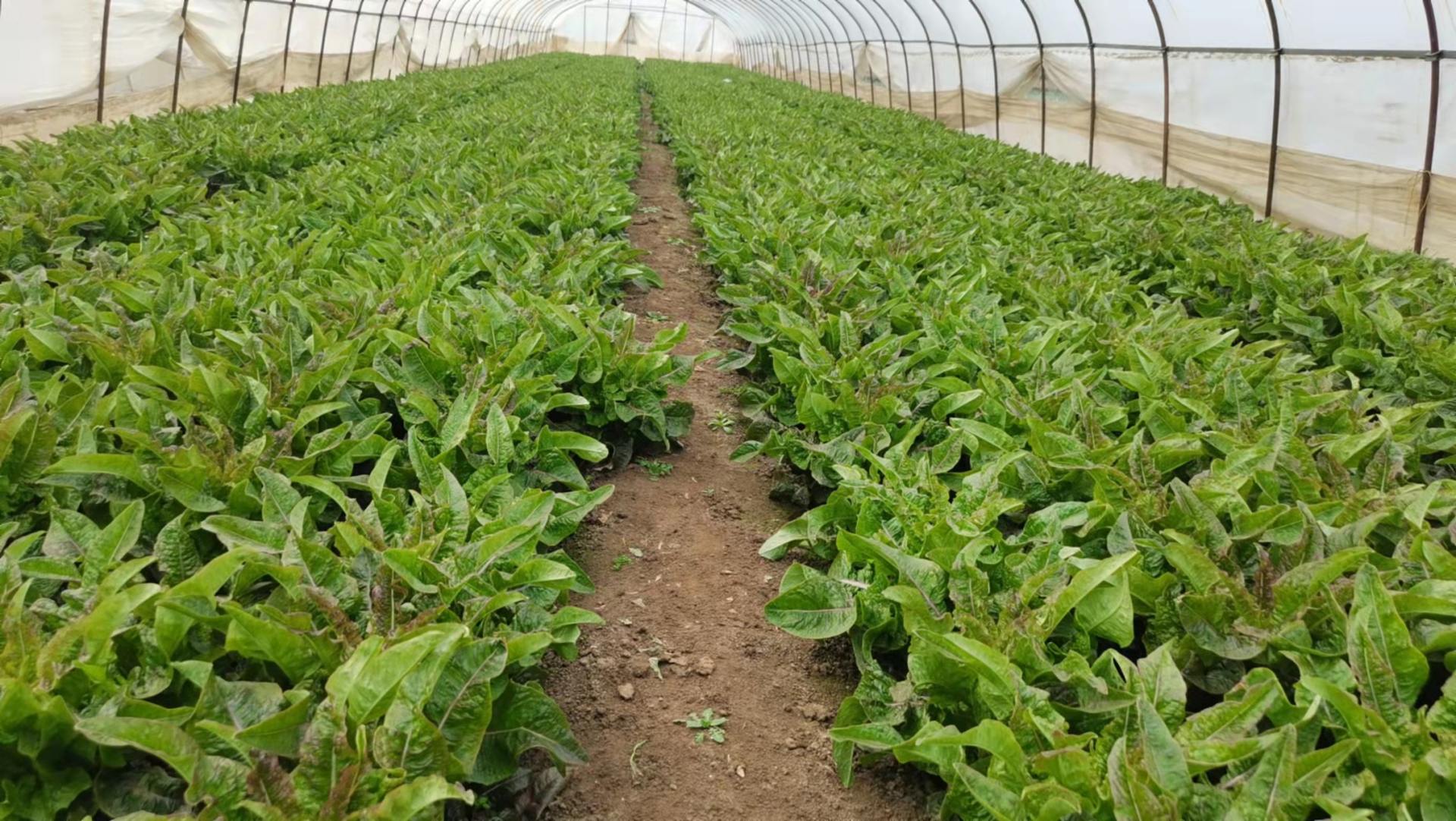 莴苣叶片皱缩怎么办?农极客山东猫友徐老板开出的配方火了_种植户_作