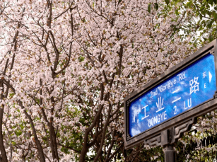 城中|西安航天基地：花草芳菲春意浓