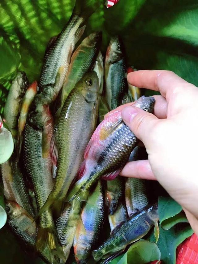 比起几十斤的大青鱼、大鲢鱼，这些溪流精灵才是千岛湖人的最爱