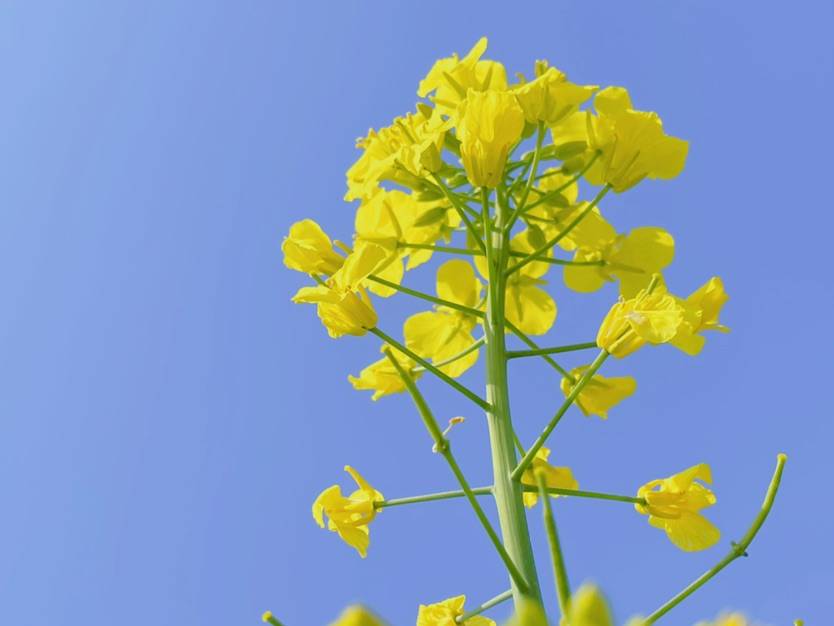 一方春色，苏州吴江同里北联村盛开的油菜花满目金黄