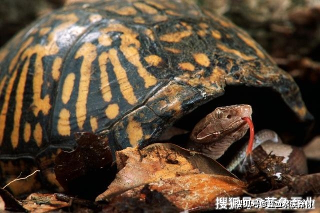 北部锦箱龟的饲养注意事项