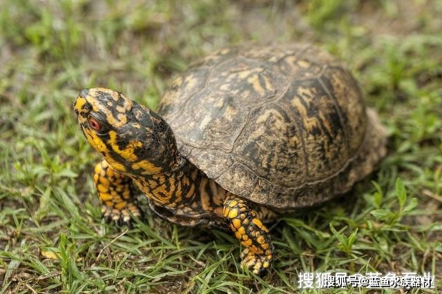 北部锦箱龟的饲养注意事项