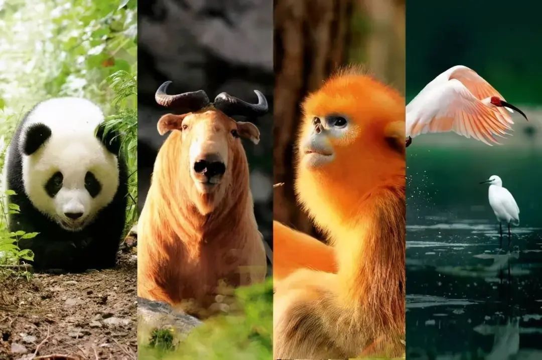 很少有人知道要不是给手机贴秦岭四宝都不知道这宝贝还挺萌