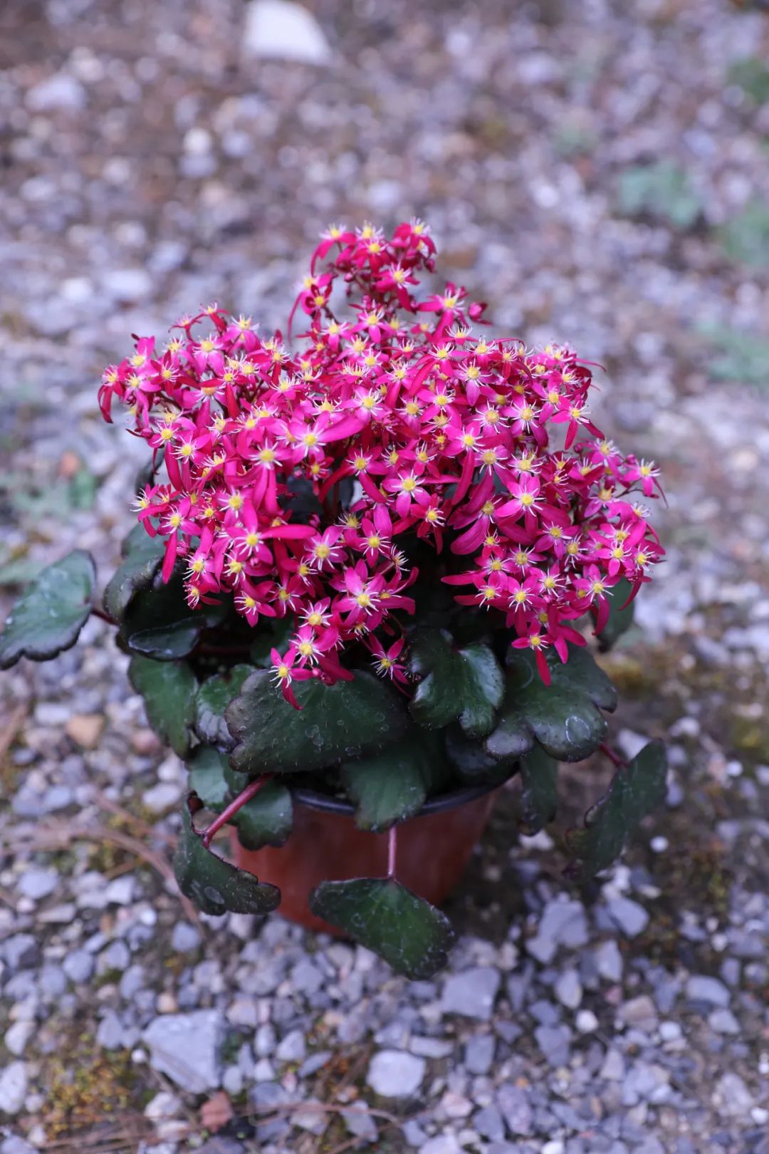 自带爆盆属性的舞动精灵上新了虎年春日仪式感安排了吗