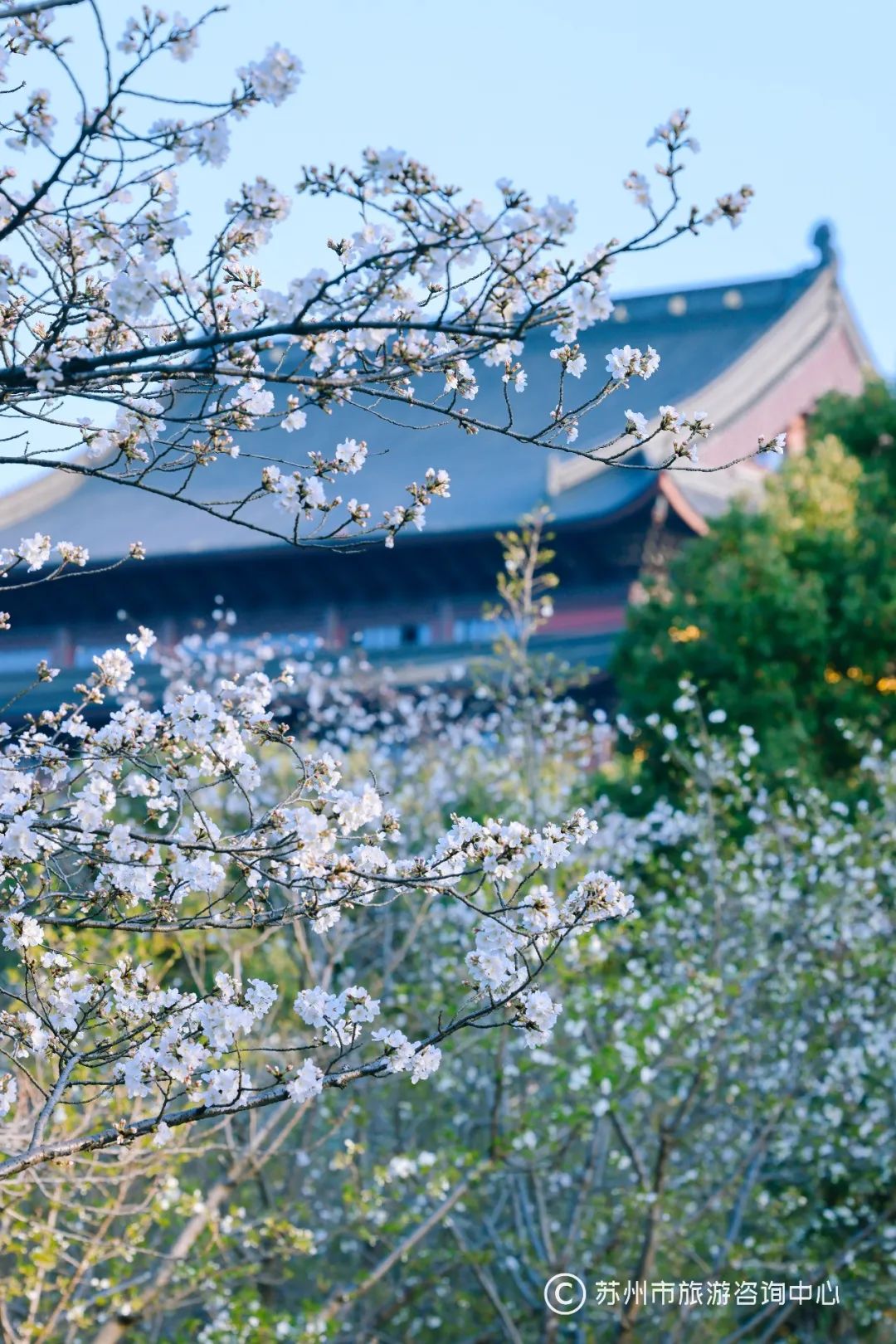 落樱成诗，苏州的樱花没有缺席，还好没错过，温暖的阳春就在前方