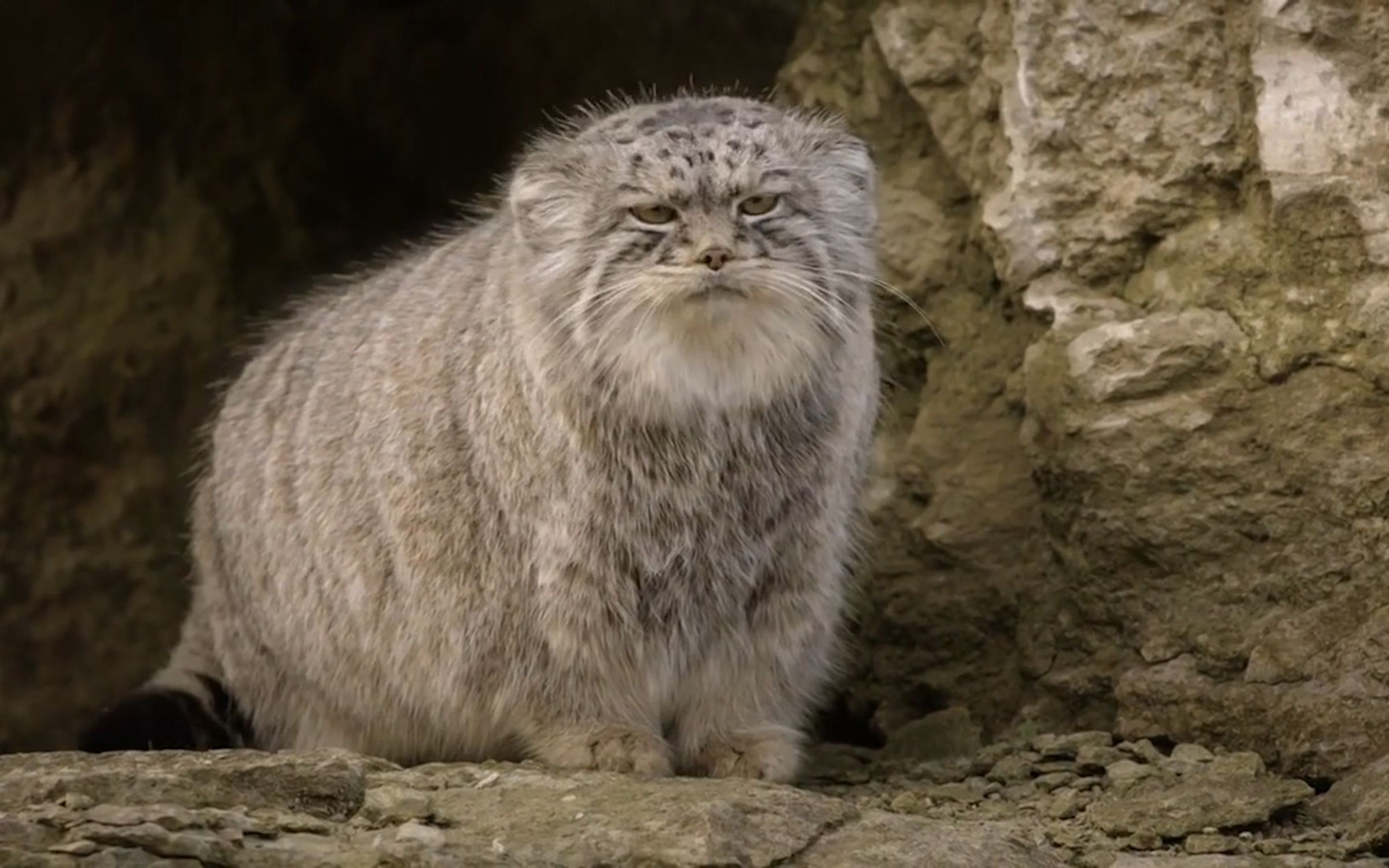 甘孜发现1只兔狲为躲避金雕趴雪地一动不动伪装石头躲过一劫