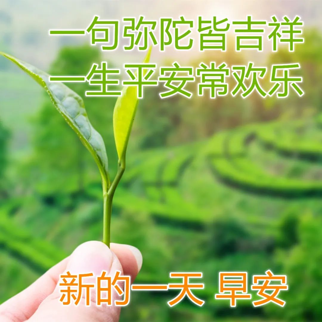 原创问候早上好图片真心祝福真挚问候早安祝福