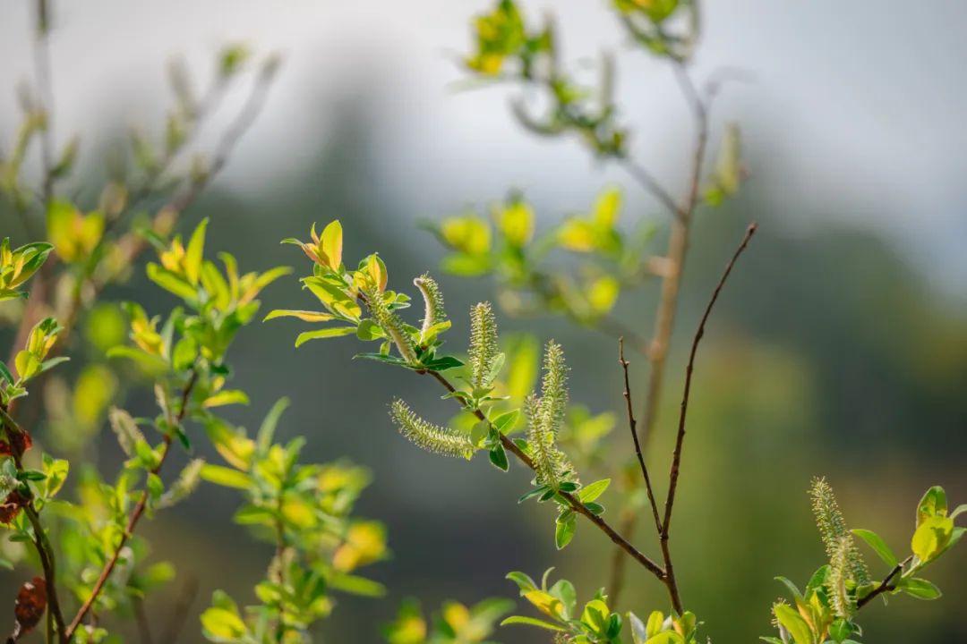 美文分享丨江畔尋景,拾花釀春_龍江_晨光_高黎貢