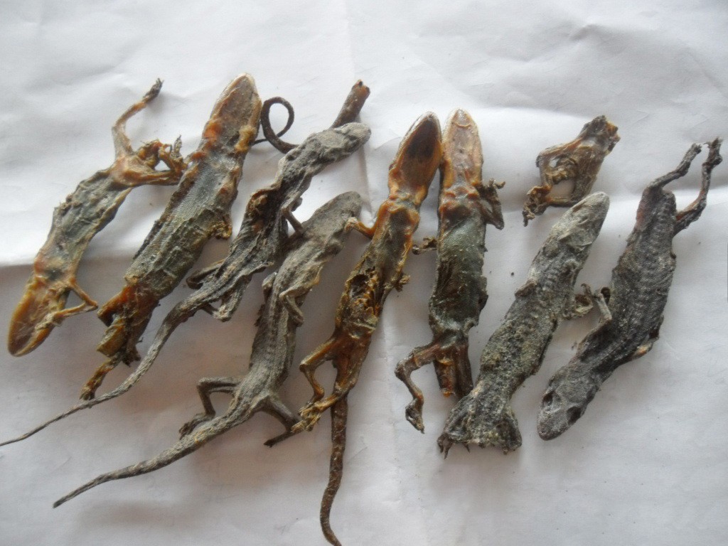 四脚蛇_尾巴_动物